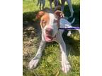 Adopt Han Solo a Pit Bull Terrier