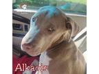 Adopt Alkaois a Pit Bull Terrier