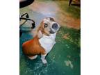 Adopt Oscar a Pit Bull Terrier
