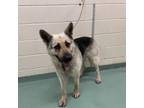 Adopt Timmothy a Mixed Breed