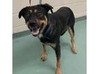 Adopt Steele a Mixed Breed