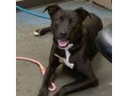 Adopt Jet a Mixed Breed