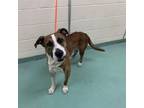 Adopt Cane a Mixed Breed