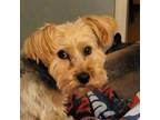 Adopt Braxton a Yorkshire Terrier