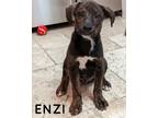 Adopt ENZI a Mixed Breed