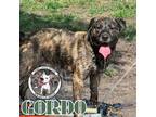 Adopt Gordo "puppy" Padilla a Catahoula Leopard Dog, Pit Bull Terrier