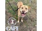 Adopt Cafi Padilla a American Staffordshire Terrier, Labrador Retriever