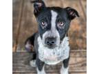 Adopt Chex - Happy and playful! Good w/ Dogs and Cats! $50 Adoption!