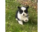 Pembroke Welsh Corgi Puppy for sale in Sanford, MI, USA