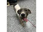 Adopt Harlow a Pit Bull Terrier, Mixed Breed