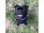 Adopt Chive a Pug