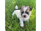 Shih Tzu Puppy for sale in Brock, TX, USA