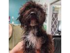 Adopt Darkwing a Poodle, Mixed Breed