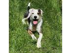Adopt Sir Cromwell a Terrier