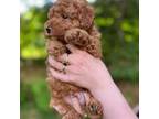 Poodle (Toy) Puppy for sale in Charlton, MA, USA
