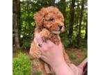 Poodle (Toy) Puppy for sale in Charlton, MA, USA