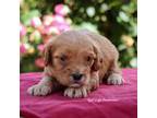 Cavapoo Puppy for sale in Bluford, IL, USA