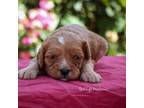 Cavapoo Puppy for sale in Bluford, IL, USA