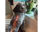 Wirehaired Pointing Griffon Puppy for sale in Seguin, TX, USA