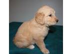 Golden Retriever Puppy for sale in Chickasha, OK, USA