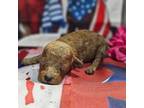 Mutt Puppy for sale in Falcon, MO, USA