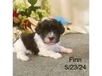 Maltipoo Puppy for sale in Antlers, OK, USA
