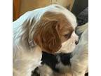 Cavalier King Charles Spaniel Puppy for sale in Frankenmuth, MI, USA