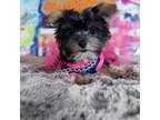 Yorkshire Terrier Puppy for sale in Chicago, IL, USA