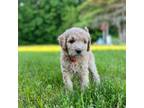 Golden Mountain Dog Puppy for sale in Orleans, MI, USA