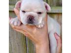 French Bulldog Puppy for sale in Richwood, WV, USA