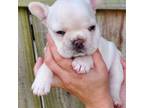 French Bulldog Puppy for sale in Richwood, WV, USA