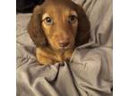 Dachshund Puppy for sale in Altoona, PA, USA