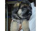 German Shepherd Dog Puppy for sale in Rock Falls, IL, USA