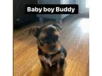 Yorkshire Terrier Puppy for sale in Round Rock, TX, USA