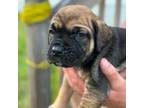 Cane Corso Puppy for sale in Suffolk, VA, USA
