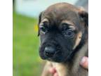 Cane Corso Puppy for sale in Suffolk, VA, USA