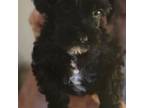 Schnauzer (Miniature) Puppy for sale in Slidell, LA, USA