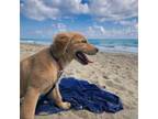 Golden Retriever Puppy for sale in Jensen Beach, FL, USA