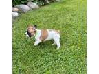 French Bulldog Puppy for sale in Colon, MI, USA