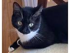Electra Domestic Shorthair Young Female