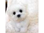 PLLM Teacup Maltese Puppies Available