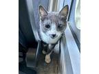 Cookie Domestic Shorthair Young Female