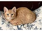 Cheezit Domestic Shorthair Kitten Male