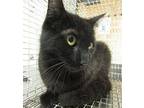 Peony Domestic Shorthair Young Female