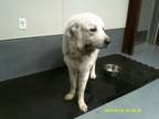 Adopt 2653 a Great Pyrenees