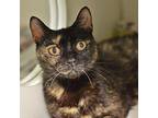 Stormy Domestic Shorthair Senior Female