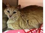 Johnny Domestic Longhair Adult Male
