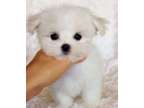 WWRR Teacup Maltese Puppies Available