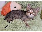 James Domestic Shorthair Kitten Male