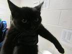 Midnite Domestic Shorthair Young Female